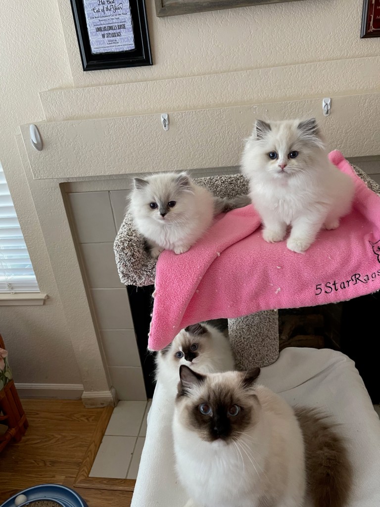 Our Home | 5-Star Rags Ragdolls