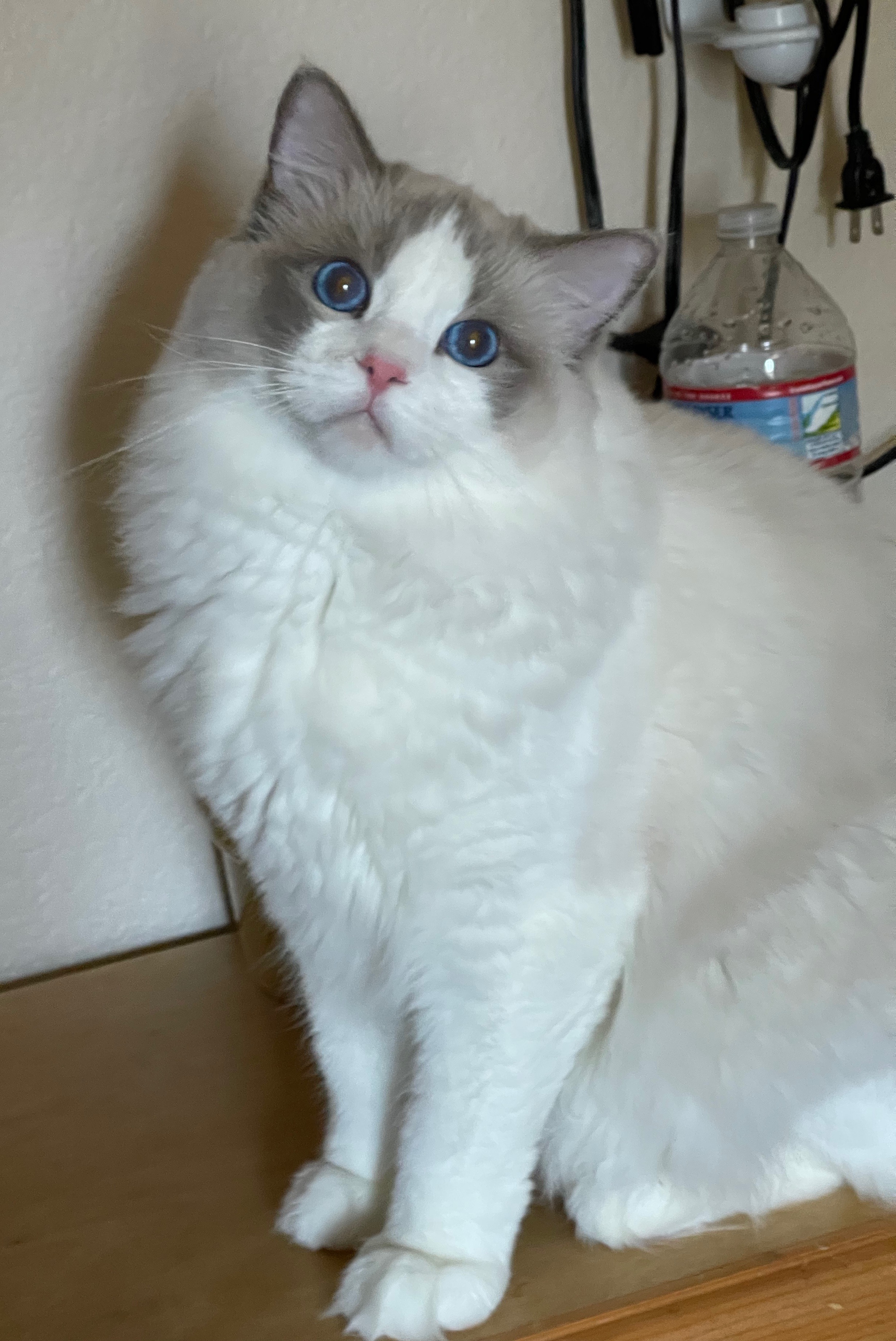 Little Rag Ras Boys | 5-Star Rags Ragdolls
