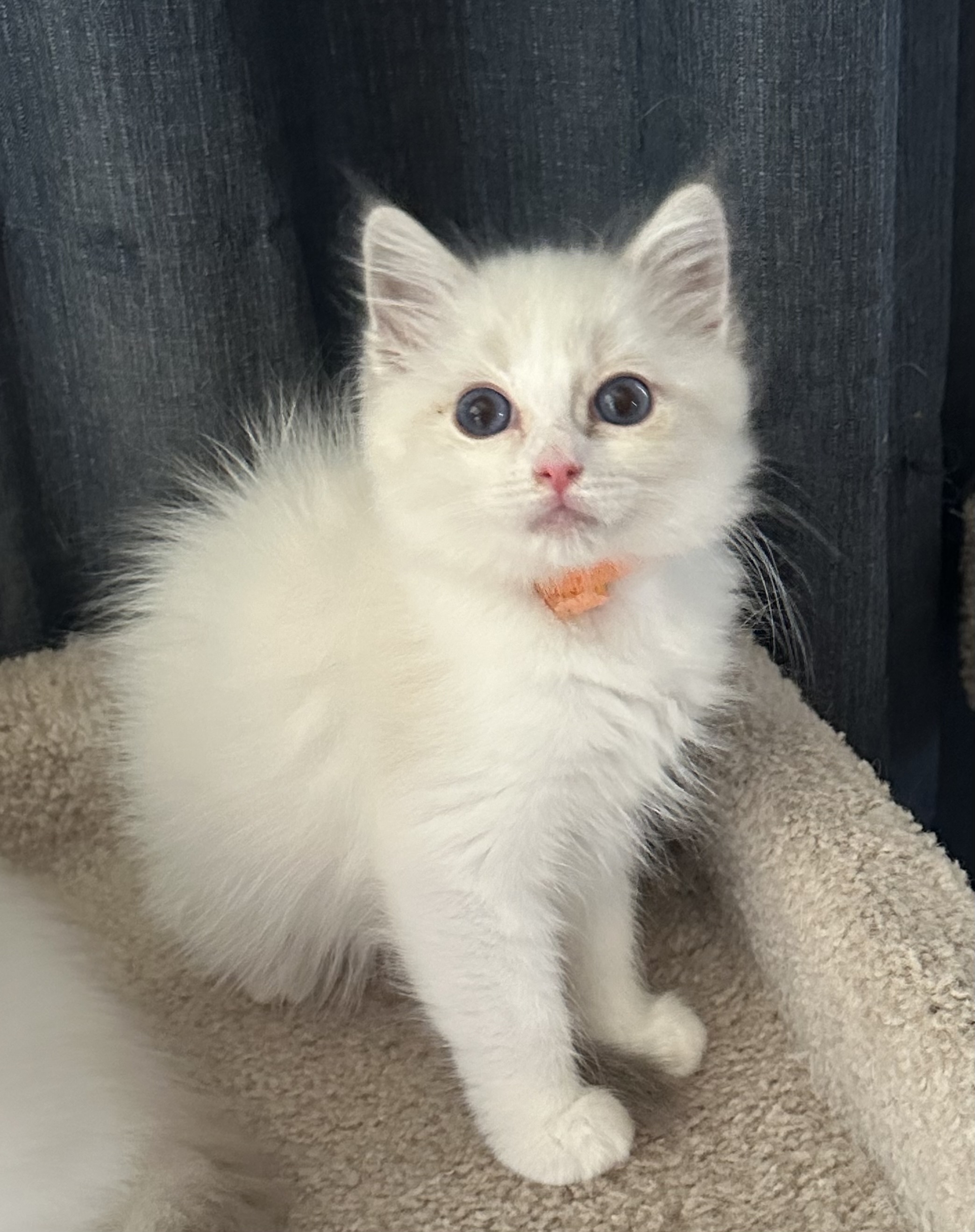 Available | 5-Star Rags Ragdolls